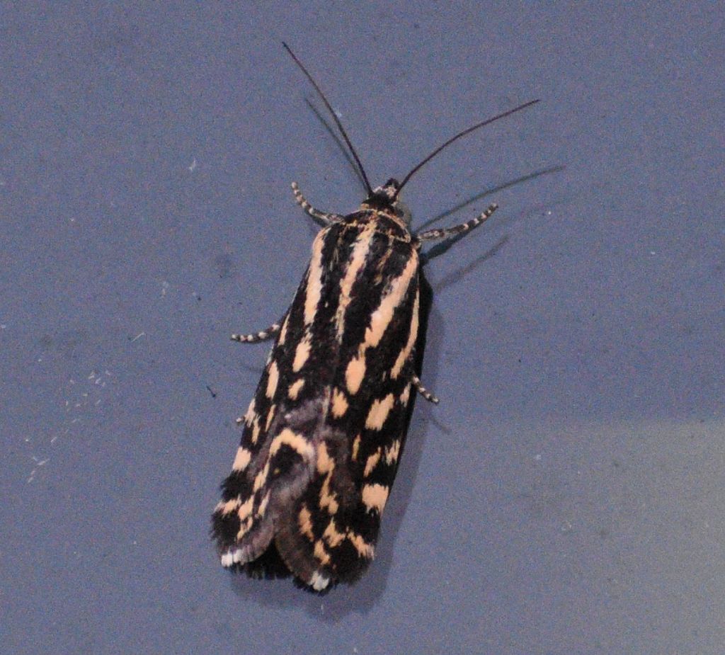 Tortricidae? No, Acontia trabealis - Noctuidae